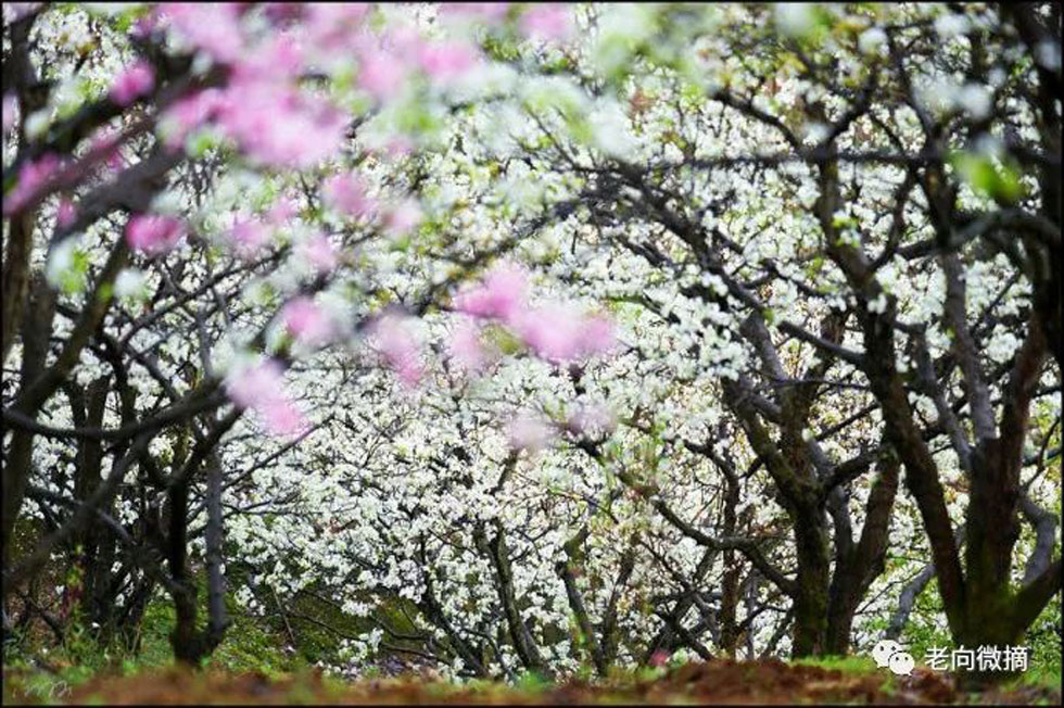 【春天,广西桂林灌阳县向您发出邀请!】我们在灌阳看梨花 - 游山玩水 - 宜宾生活社区 - 宜宾28生活网 yb.28life.com