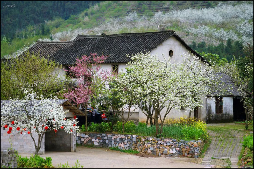 【春天,广西桂林灌阳县向您发出邀请!】我们在灌阳看梨花 - 游山玩水 - 宜宾生活社区 - 宜宾28生活网 yb.28life.com