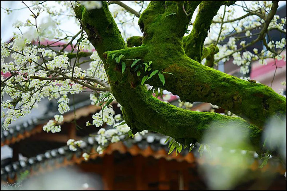 【春天,广西桂林灌阳县向您发出邀请!】我们在灌阳看梨花 - 游山玩水 - 宜宾生活社区 - 宜宾28生活网 yb.28life.com