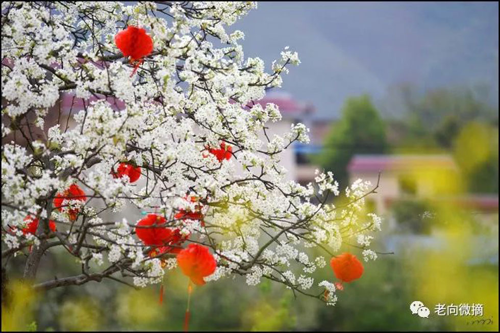 【春天,广西桂林灌阳县向您发出邀请!】我们在灌阳看梨花 - 游山玩水 - 宜宾生活社区 - 宜宾28生活网 yb.28life.com