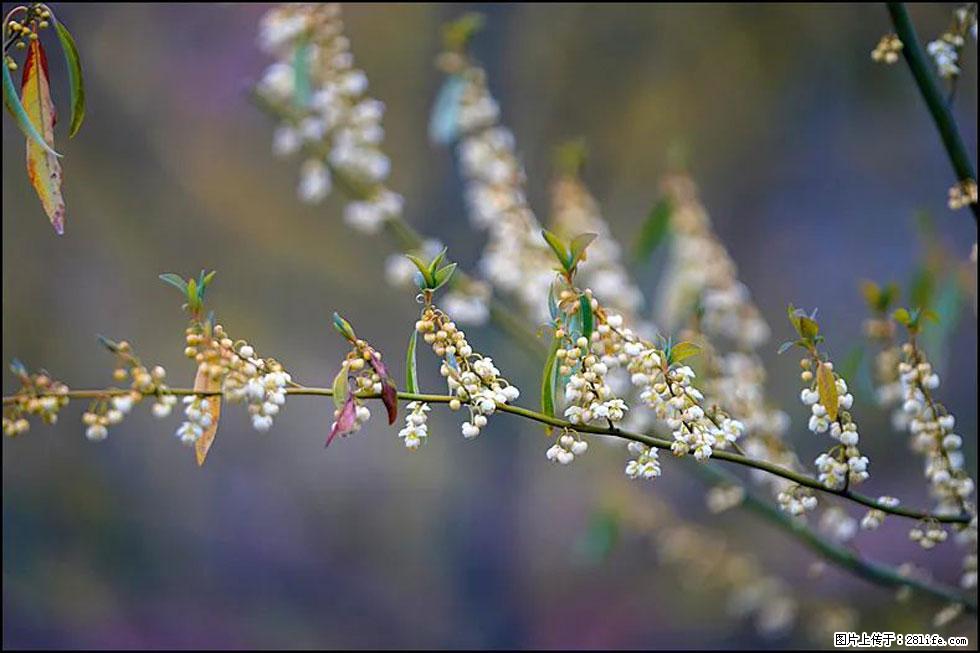 【春天,广西桂林灌阳县向您发出邀请!】米珠山前有片山苍子花在飘香 - 游山玩水 - 宜宾生活社区 - 宜宾28生活网 yb.28life.com