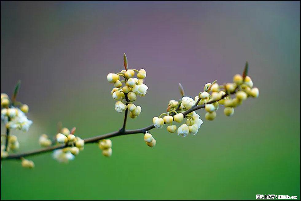 【春天,广西桂林灌阳县向您发出邀请!】米珠山前有片山苍子花在飘香 - 游山玩水 - 宜宾生活社区 - 宜宾28生活网 yb.28life.com