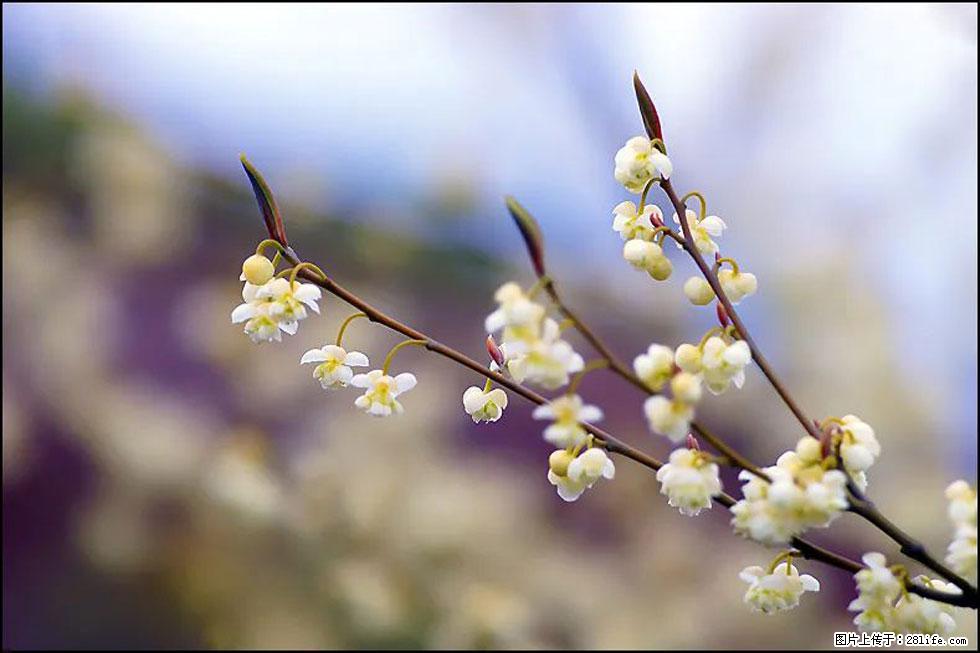【春天,广西桂林灌阳县向您发出邀请!】米珠山前有片山苍子花在飘香 - 游山玩水 - 宜宾生活社区 - 宜宾28生活网 yb.28life.com