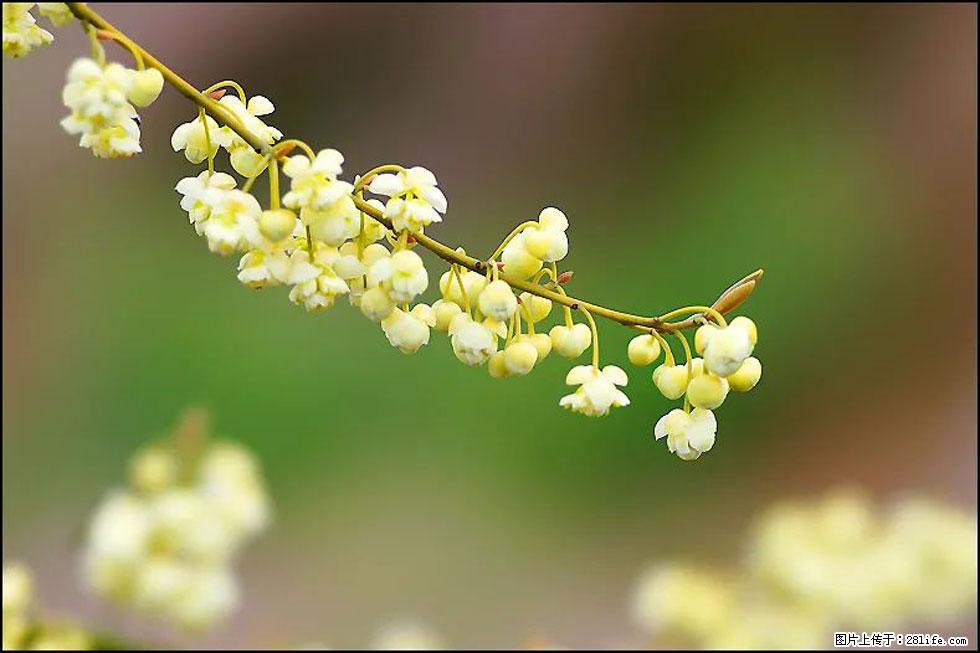 【春天,广西桂林灌阳县向您发出邀请!】米珠山前有片山苍子花在飘香 - 游山玩水 - 宜宾生活社区 - 宜宾28生活网 yb.28life.com