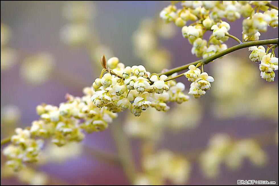 【春天,广西桂林灌阳县向您发出邀请!】米珠山前有片山苍子花在飘香 - 游山玩水 - 宜宾生活社区 - 宜宾28生活网 yb.28life.com