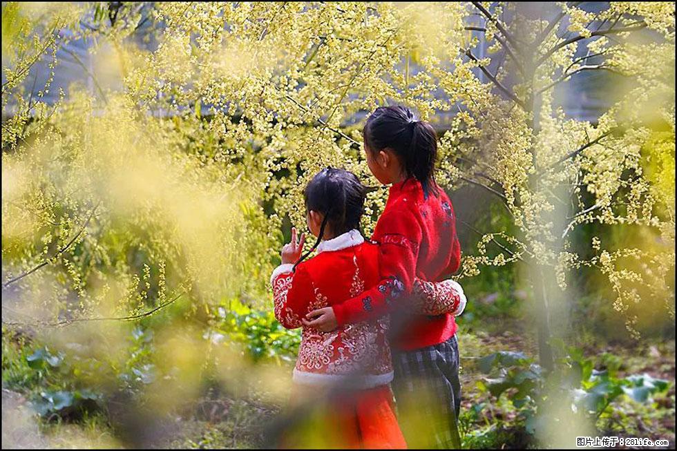 【春天,广西桂林灌阳县向您发出邀请!】米珠山前有片山苍子花在飘香 - 游山玩水 - 宜宾生活社区 - 宜宾28生活网 yb.28life.com