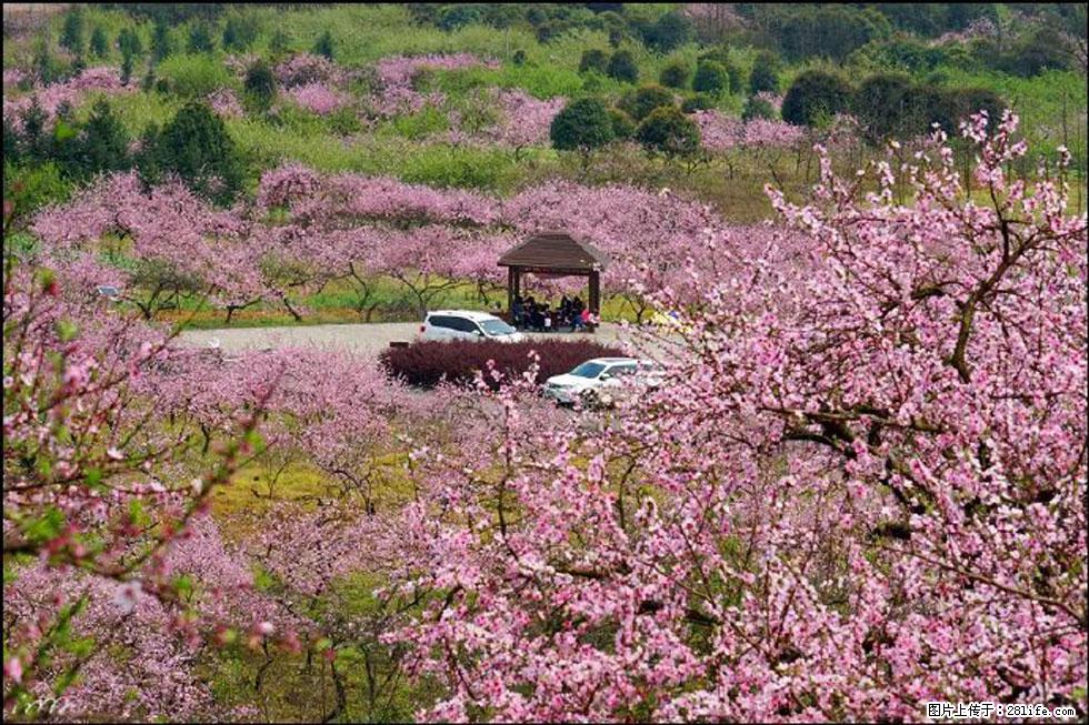 【春天,广西桂林灌阳县向您发出邀请!】官庄村有个醉美的桃花园 - 游山玩水 - 宜宾生活社区 - 宜宾28生活网 yb.28life.com