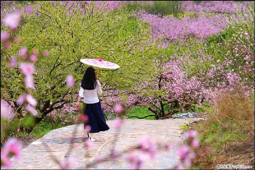 【春天,广西桂林灌阳县向您发出邀请!】官庄村有个醉美的桃花园 - 游山玩水 - 宜宾生活社区 - 宜宾28生活网 yb.28life.com