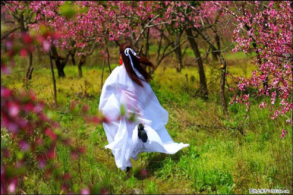 【春天,广西桂林灌阳县向您发出邀请!】官庄村有个醉美的桃花园 - 游山玩水 - 宜宾生活社区 - 宜宾28生活网 yb.28life.com