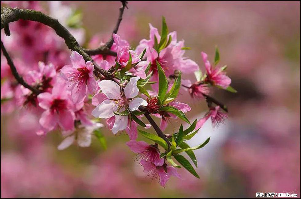 【春天,广西桂林灌阳县向您发出邀请!】官庄村有个醉美的桃花园 - 游山玩水 - 宜宾生活社区 - 宜宾28生活网 yb.28life.com