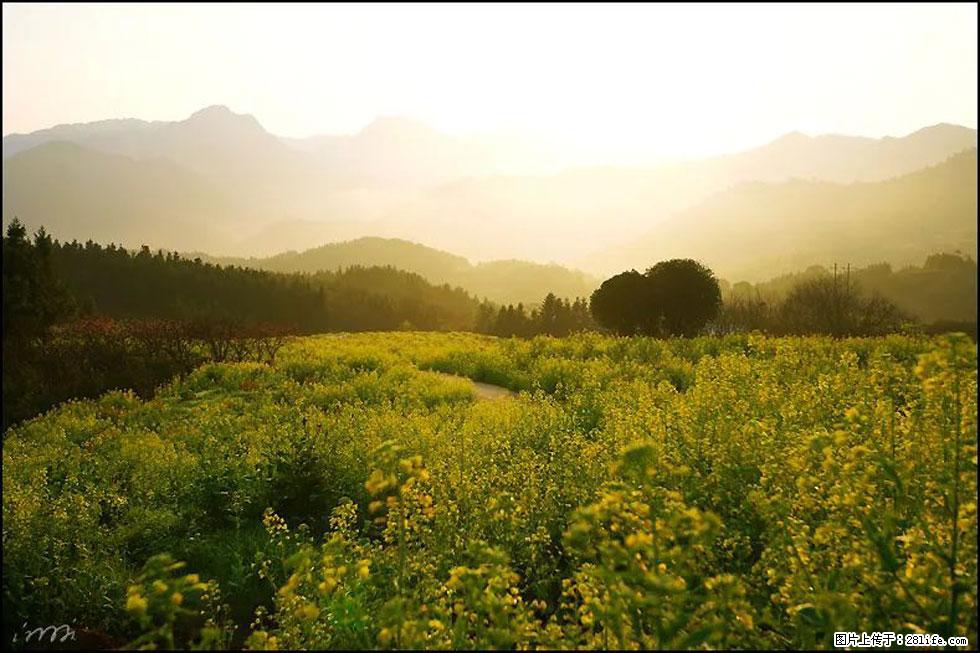 【春天,广西桂林灌阳县向您发出邀请!】长坪村油菜盛情花开 - 游山玩水 - 宜宾生活社区 - 宜宾28生活网 yb.28life.com