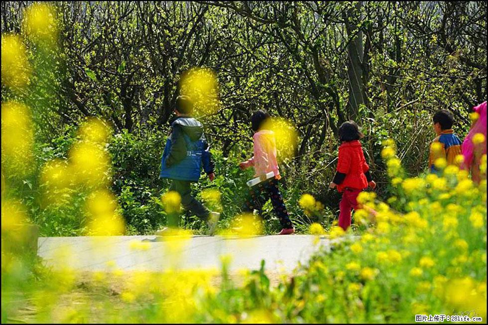【春天,广西桂林灌阳县向您发出邀请!】长坪村油菜盛情花开 - 游山玩水 - 宜宾生活社区 - 宜宾28生活网 yb.28life.com
