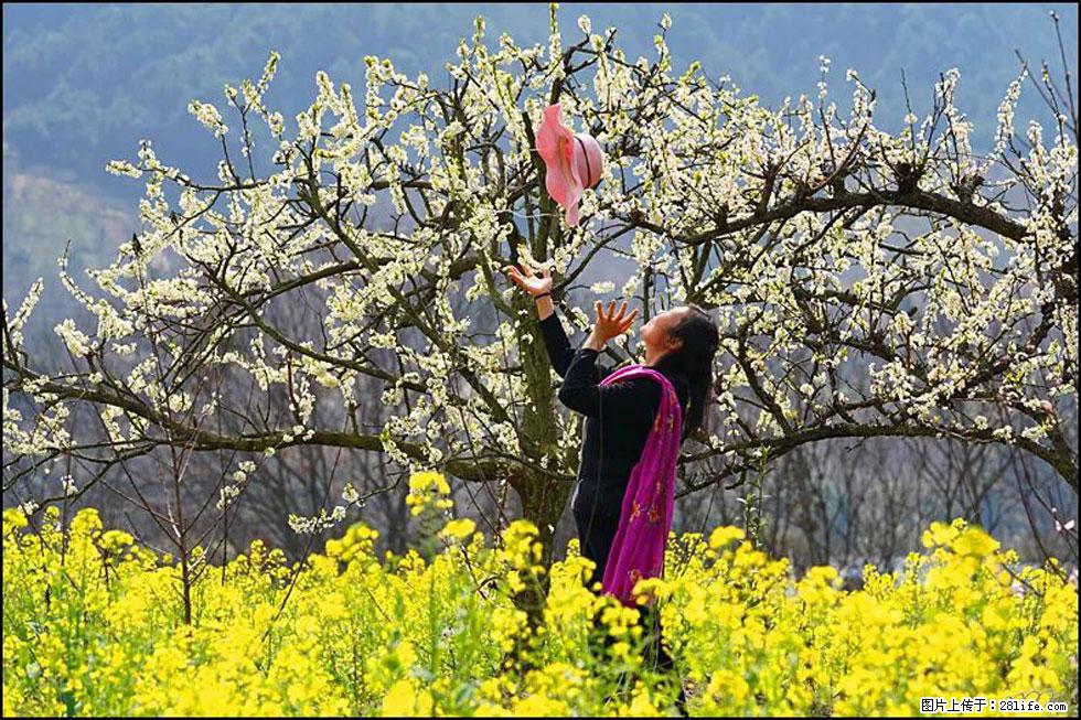【春天,广西桂林灌阳县向您发出邀请!】长坪村油菜盛情花开 - 游山玩水 - 宜宾生活社区 - 宜宾28生活网 yb.28life.com