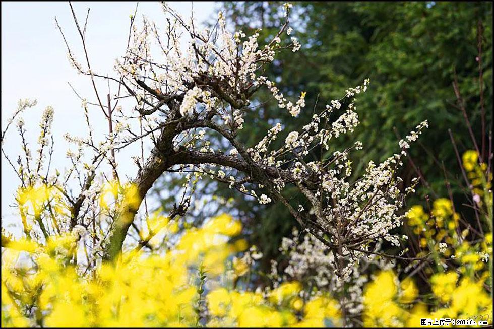 【春天,广西桂林灌阳县向您发出邀请!】长坪村油菜盛情花开 - 游山玩水 - 宜宾生活社区 - 宜宾28生活网 yb.28life.com