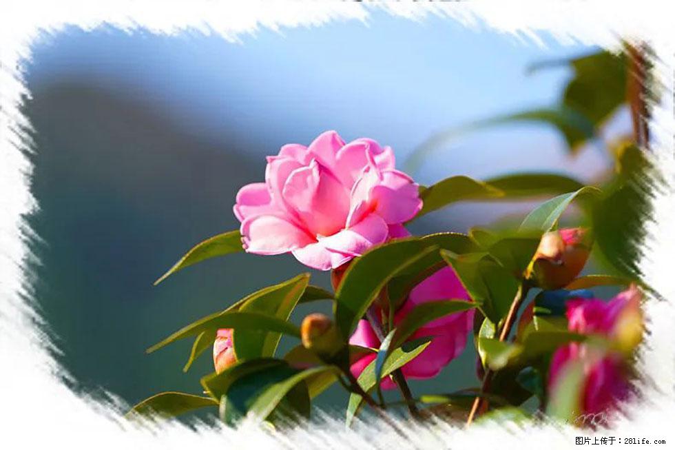 【春天,广西桂林灌阳县向您发出邀请!】杨柳井茶花惹人爱 - 游山玩水 - 宜宾生活社区 - 宜宾28生活网 yb.28life.com