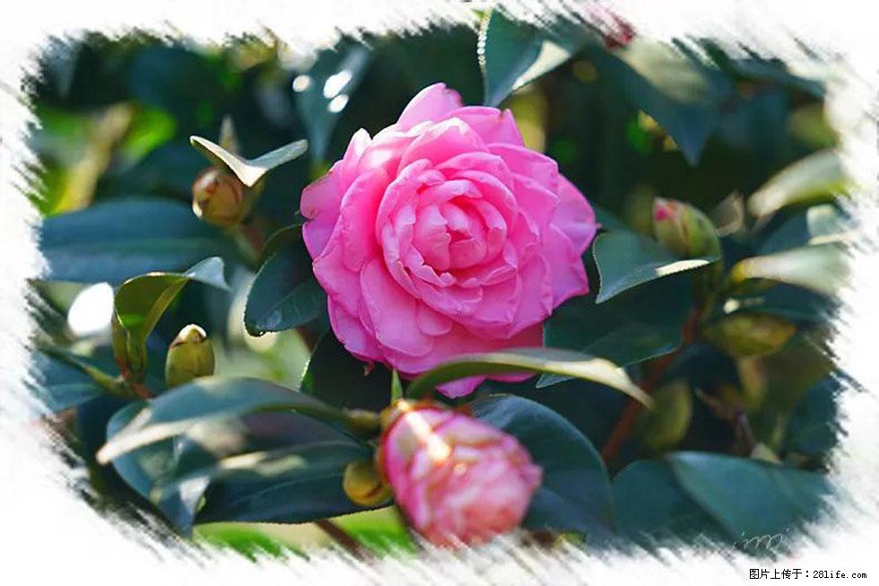 【春天,广西桂林灌阳县向您发出邀请!】杨柳井茶花惹人爱 - 游山玩水 - 宜宾生活社区 - 宜宾28生活网 yb.28life.com