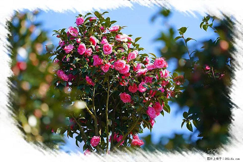 【春天,广西桂林灌阳县向您发出邀请!】杨柳井茶花惹人爱 - 游山玩水 - 宜宾生活社区 - 宜宾28生活网 yb.28life.com