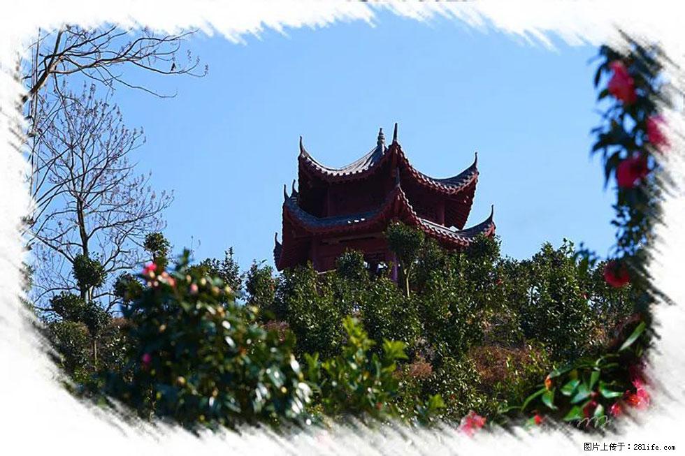 【春天,广西桂林灌阳县向您发出邀请!】杨柳井茶花惹人爱 - 游山玩水 - 宜宾生活社区 - 宜宾28生活网 yb.28life.com