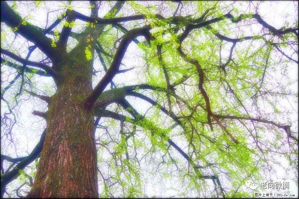 【春天,广西桂林灌阳县向您发出邀请!】在小龙村与春天约会 - 游山玩水 - 宜宾生活社区 - 宜宾28生活网 yb.28life.com