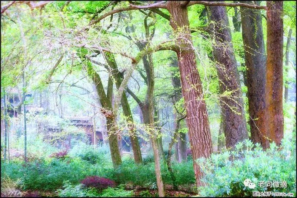 【春天,广西桂林灌阳县向您发出邀请!】在小龙村与春天约会 - 游山玩水 - 宜宾生活社区 - 宜宾28生活网 yb.28life.com