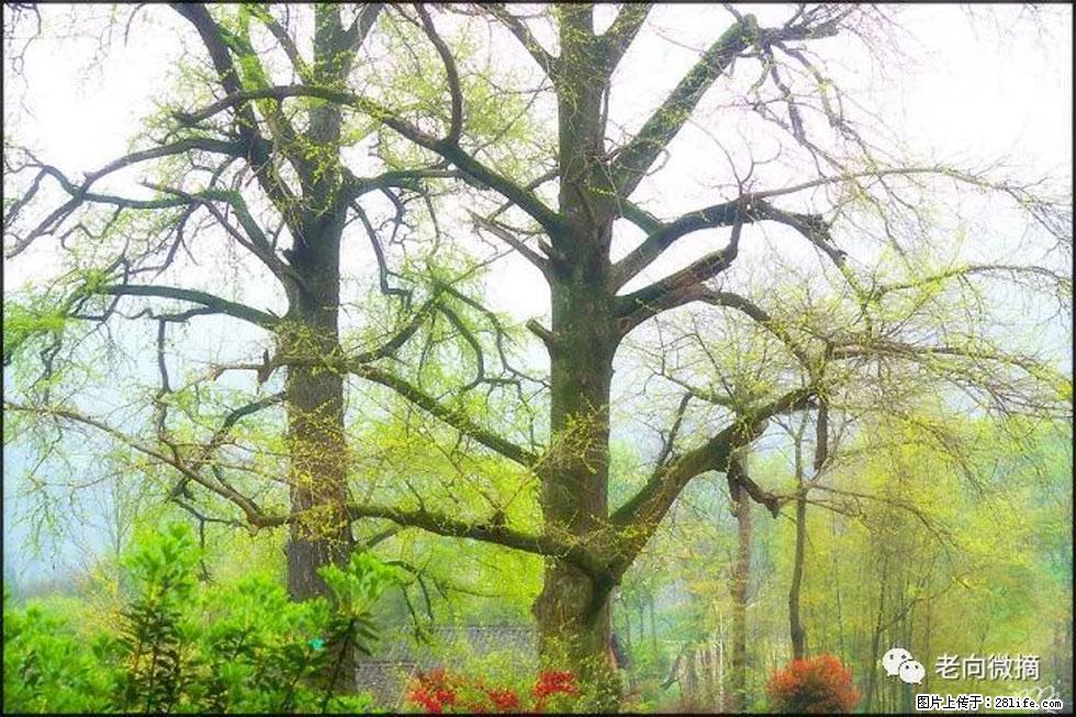 【春天,广西桂林灌阳县向您发出邀请!】在小龙村与春天约会 - 游山玩水 - 宜宾生活社区 - 宜宾28生活网 yb.28life.com