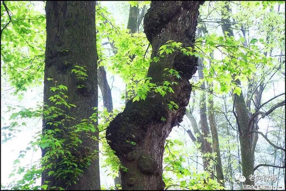 【春天,广西桂林灌阳县向您发出邀请!】在小龙村与春天约会 - 游山玩水 - 宜宾生活社区 - 宜宾28生活网 yb.28life.com