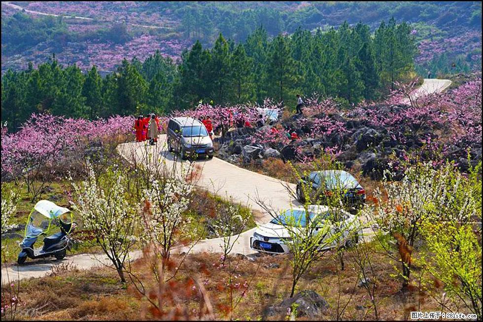 【春天,广西桂林灌阳县向您发出邀请!】望月岭上桃花开 - 游山玩水 - 宜宾生活社区 - 宜宾28生活网 yb.28life.com