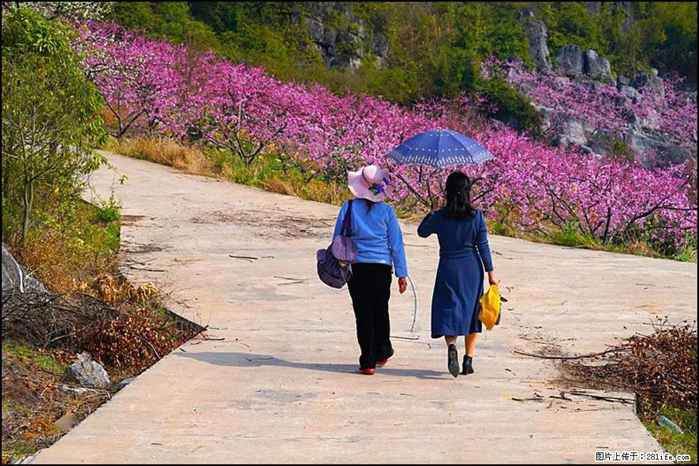 【春天,广西桂林灌阳县向您发出邀请!】望月岭上桃花开 - 游山玩水 - 宜宾生活社区 - 宜宾28生活网 yb.28life.com