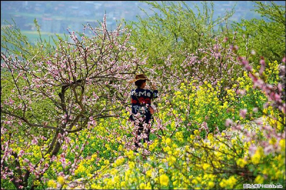 【春天,广西桂林灌阳县向您发出邀请!】望月岭上桃花开 - 游山玩水 - 宜宾生活社区 - 宜宾28生活网 yb.28life.com