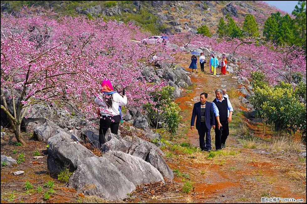 【春天,广西桂林灌阳县向您发出邀请!】望月岭上桃花开 - 游山玩水 - 宜宾生活社区 - 宜宾28生活网 yb.28life.com