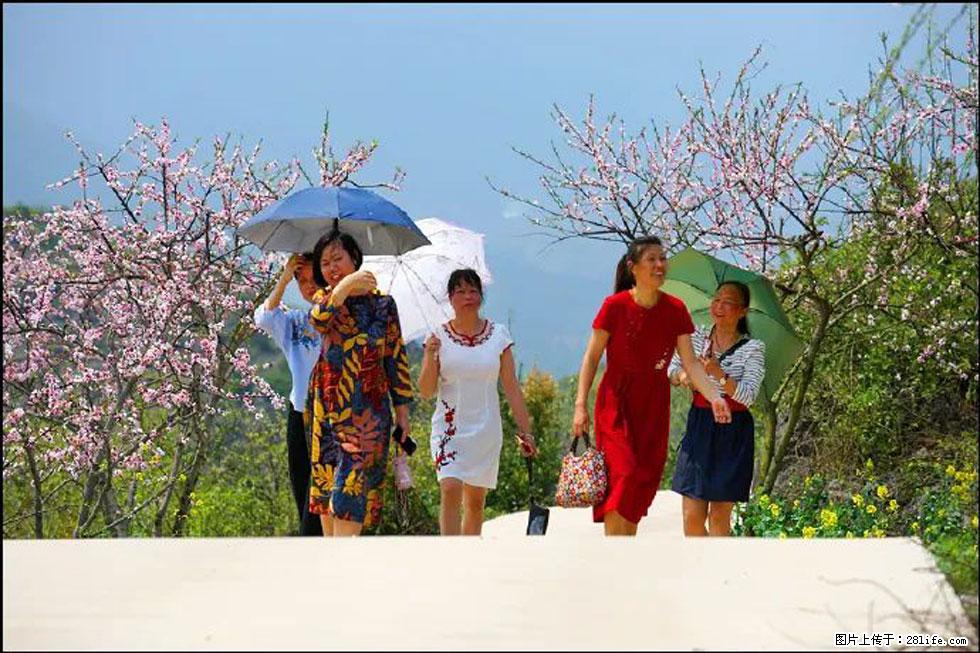 【春天,广西桂林灌阳县向您发出邀请!】望月岭上桃花开 - 游山玩水 - 宜宾生活社区 - 宜宾28生活网 yb.28life.com