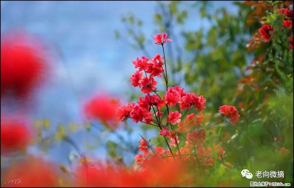 【春天,广西桂林灌阳县向您发出邀请!】登麒麟山,相约映山红 - 游山玩水 - 宜宾生活社区 - 宜宾28生活网 yb.28life.com