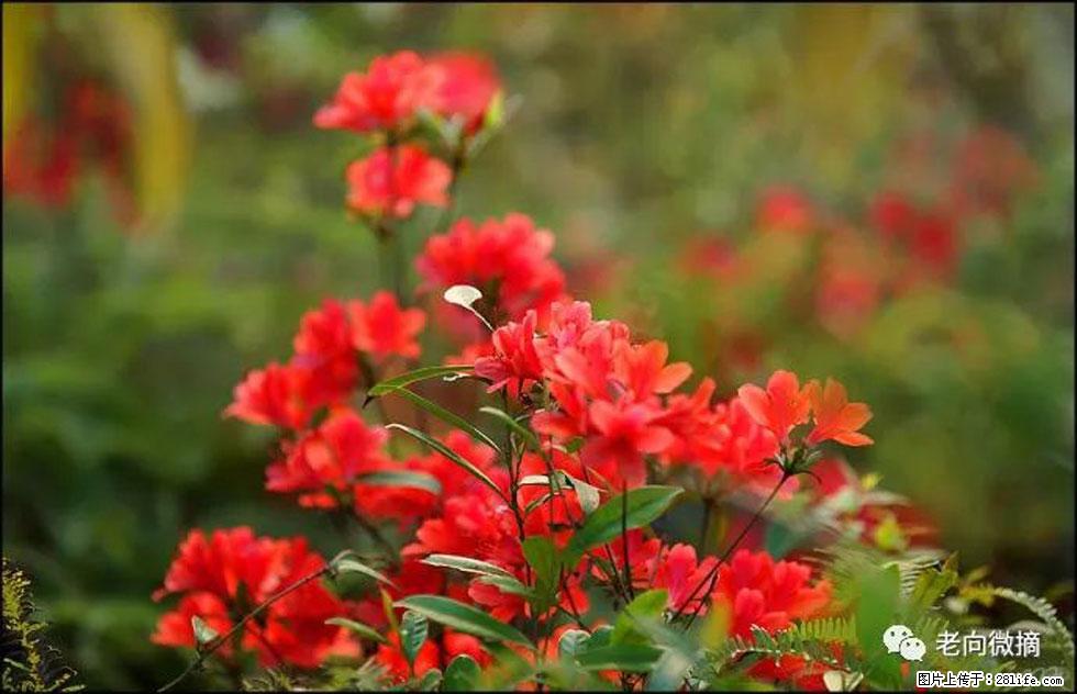 【春天,广西桂林灌阳县向您发出邀请!】登麒麟山,相约映山红 - 游山玩水 - 宜宾生活社区 - 宜宾28生活网 yb.28life.com