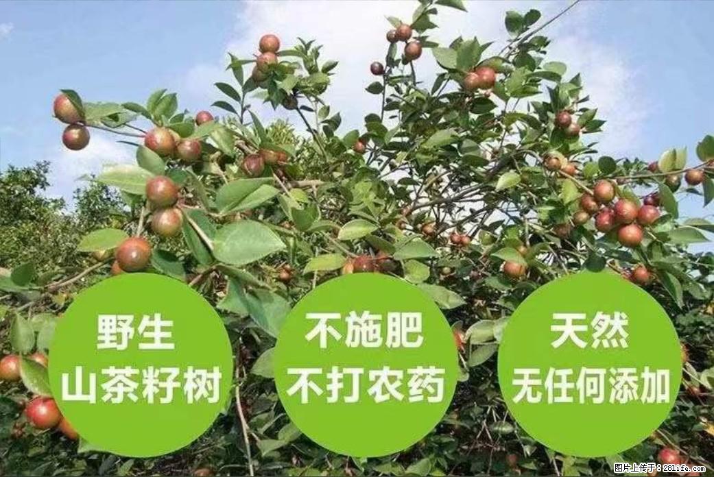 【灌阳县油茶产业示范区】一个有着充实的精神生活的人,对待身外之物自会有一种淡泊的态度 - 美食天地 - 宜宾生活社区 - 宜宾28生活网 yb.28life.com