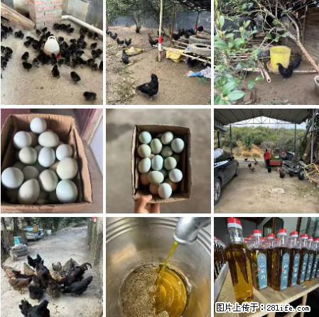 油茶园从小鸡仔开始养起的纯土鸡、土鸡蛋可以预定啦！还有前几天刚榨的纯山茶油哦 - 美食天地 - 宜宾生活社区 - 宜宾28生活网 yb.28life.com