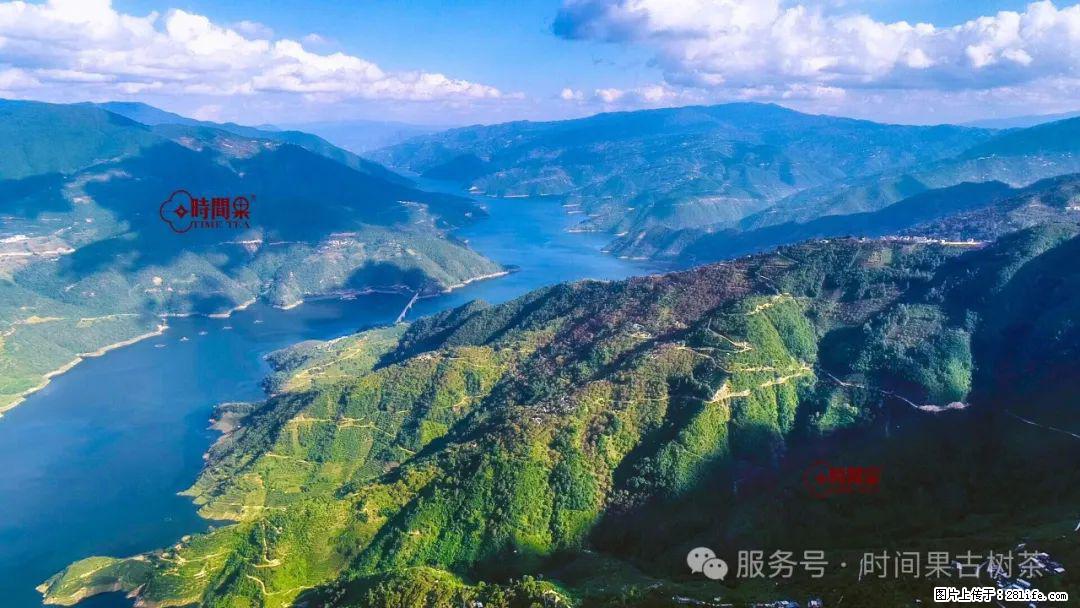 时间果百年古树龙珠普洱生茶 - 购物交流 - 宜宾生活社区 - 宜宾28生活网 yb.28life.com