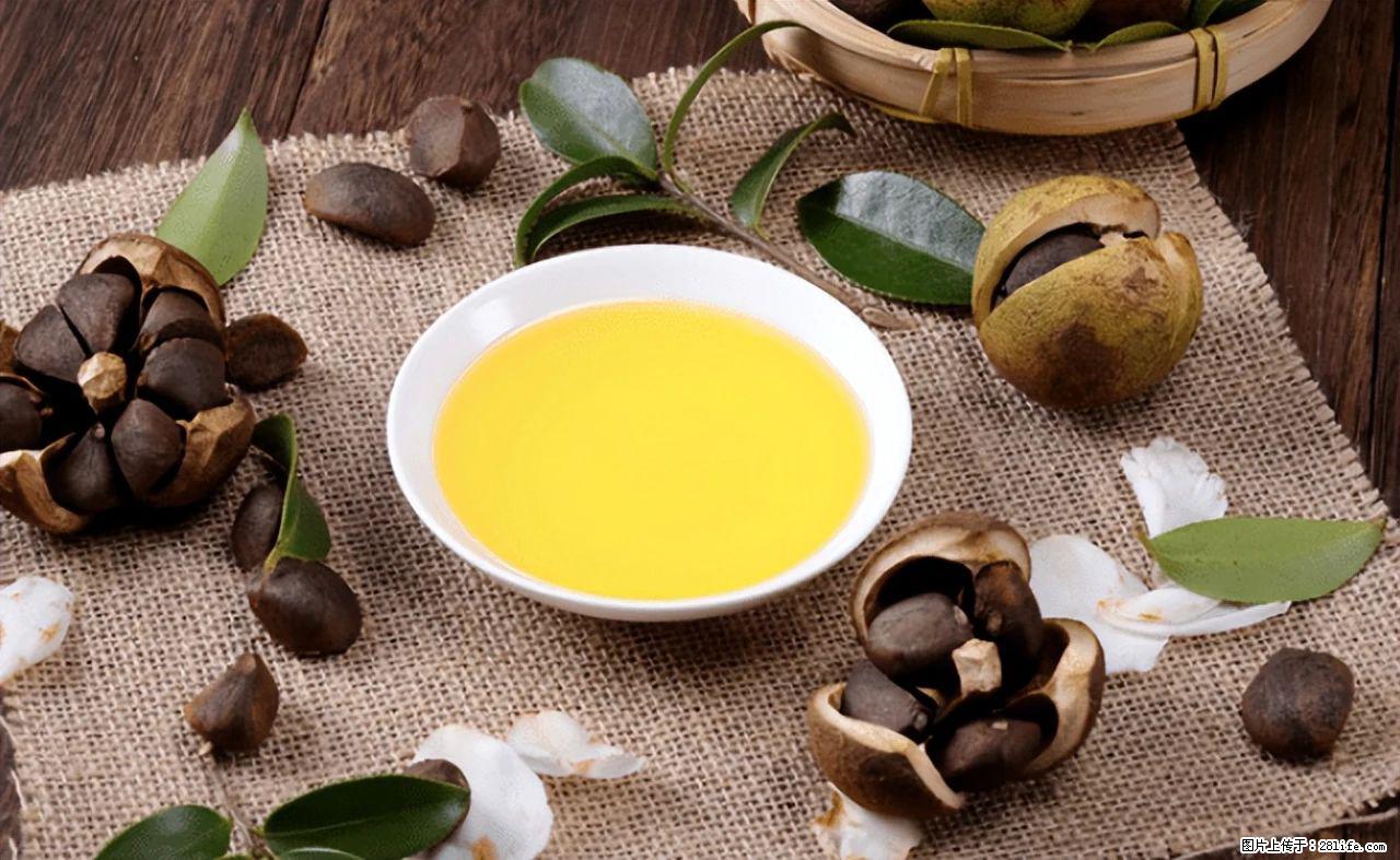 揭秘茶油的5大核心营养成分！被称为人体健康的“守护盾”！ - 宜宾生活资讯 - 宜宾28生活网 yb.28life.com