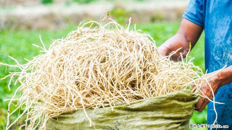 堪称“最难吃”的蔬菜,却是 “抗辐射神器”,还能护肺、清热、止咳化痰! - 宜宾生活资讯 - 宜宾28生活网 yb.28life.com