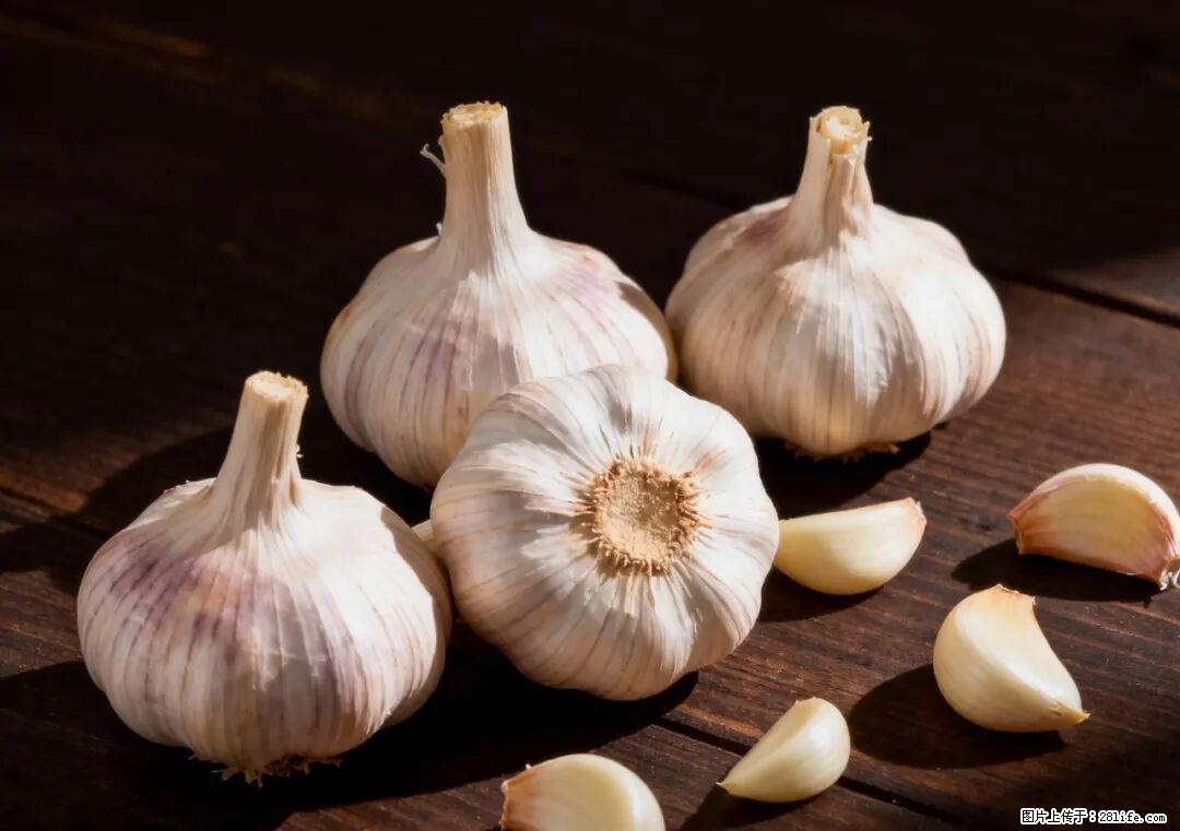 关于大蒜，除了“天然抗生素”，这4个谣言更该警惕! - 宜宾生活资讯 - 宜宾28生活网 yb.28life.com