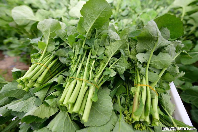 这些蔬菜是“天然钙片”，这6种被医生重点推荐 - 宜宾生活资讯 - 宜宾28生活网 yb.28life.com